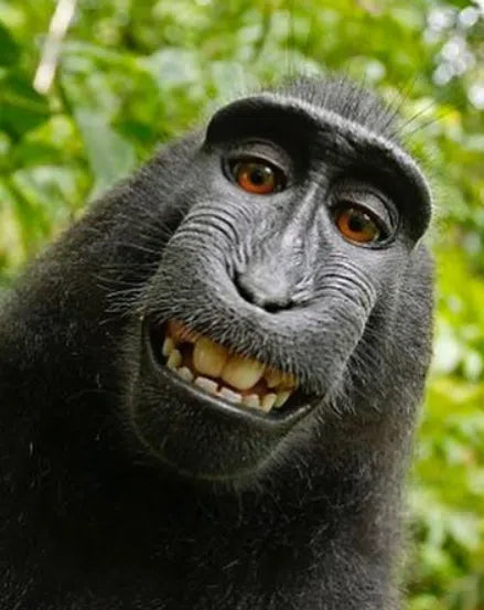 Can This Monkey Copyright His Selfie?