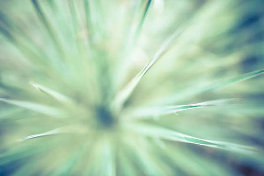 1.4 Yucca, by Braden Gunem-PurePhoto