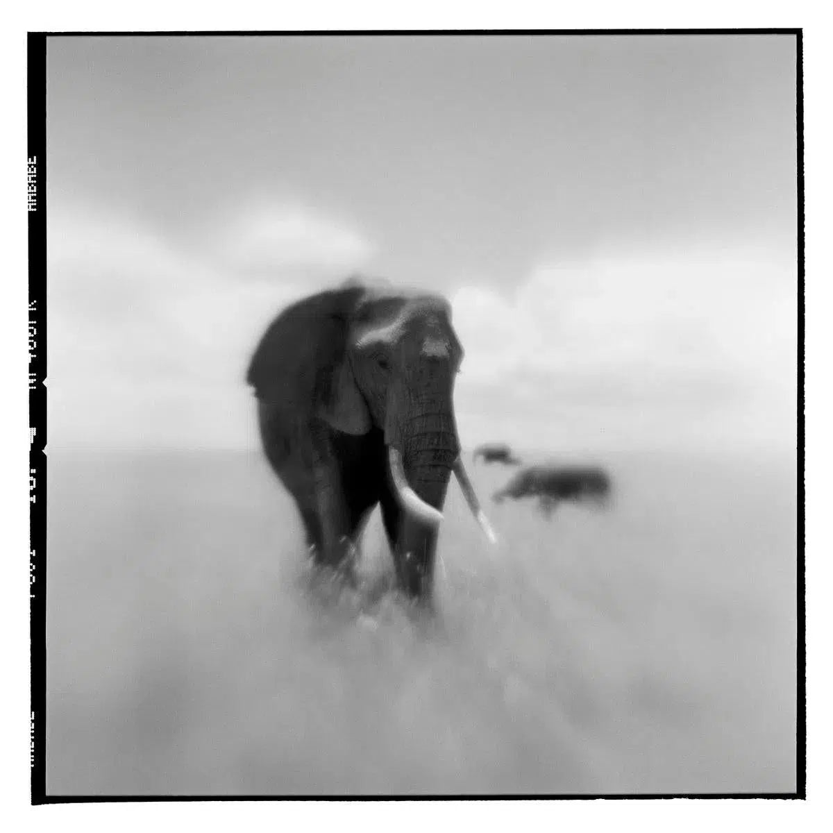 African Elephant I, by Paul Souders-PurePhoto