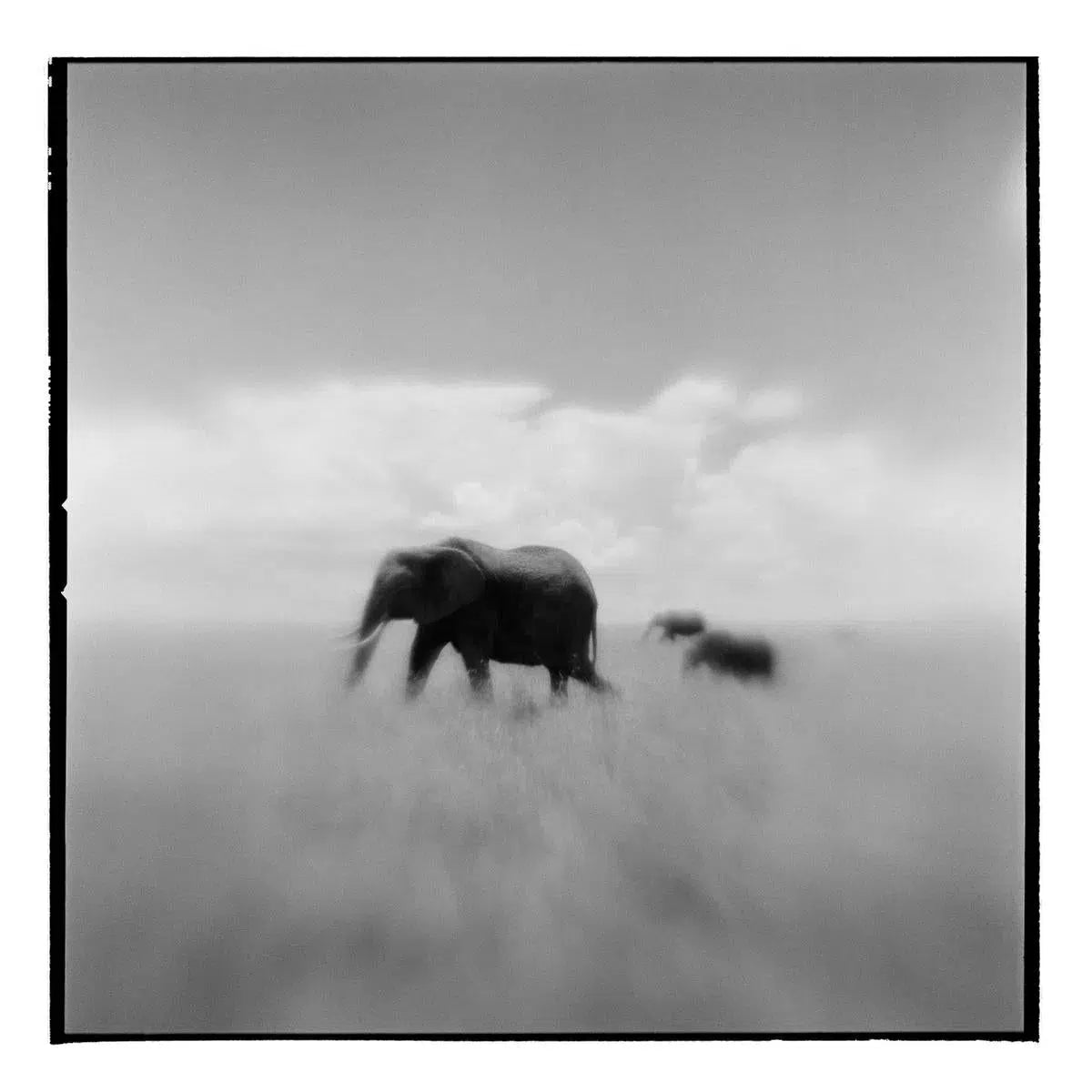 African Elephant II, by Paul Souders-PurePhoto
