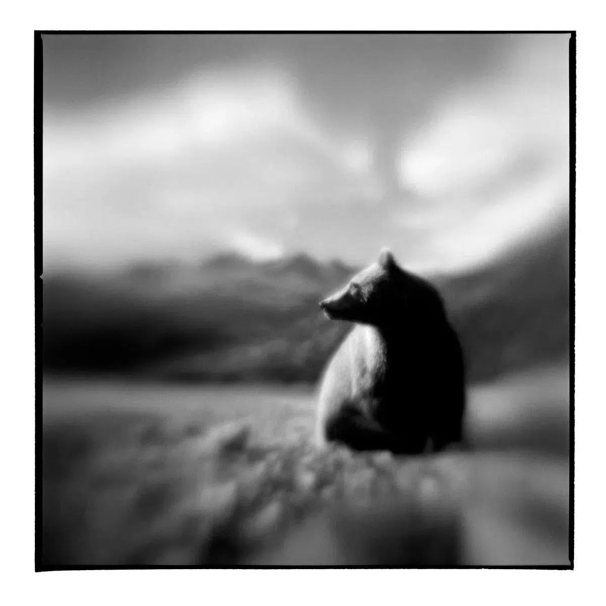 Alaskan Grizzly, by Paul Souders-PurePhoto