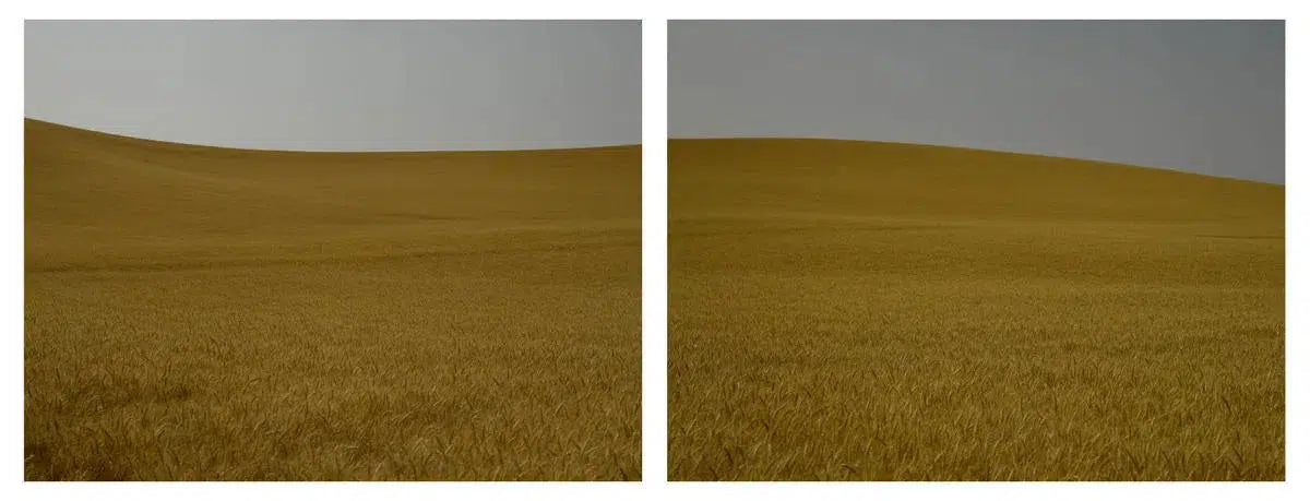 Amber Waves Diptych, by Dale Hedden-PurePhoto