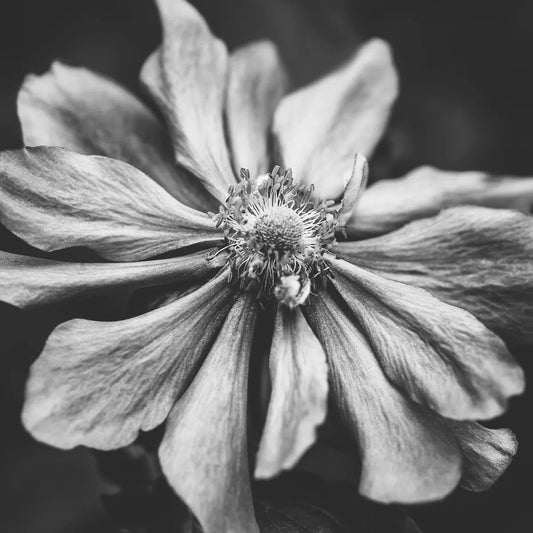 Anemone Flower Photographic Art in Black and White, by Natalie Kinnear-PurePhoto