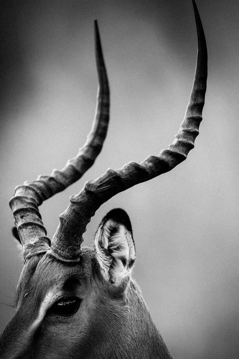 Antelope, by Laurent Baheux-PurePhoto