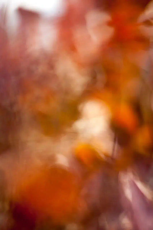 Autumn crescendo 5, by Mats Gustafsson-PurePhoto