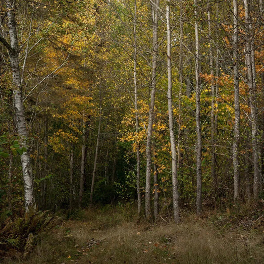 Autumn forest, by Mats Gustafsson-PurePhoto