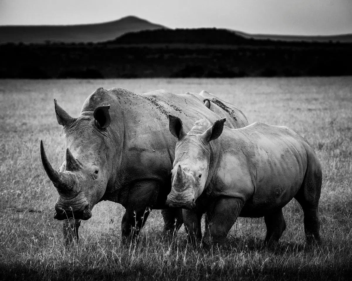 Baby Rhino Protected by Mother, by Laurent Baheux-PurePhoto