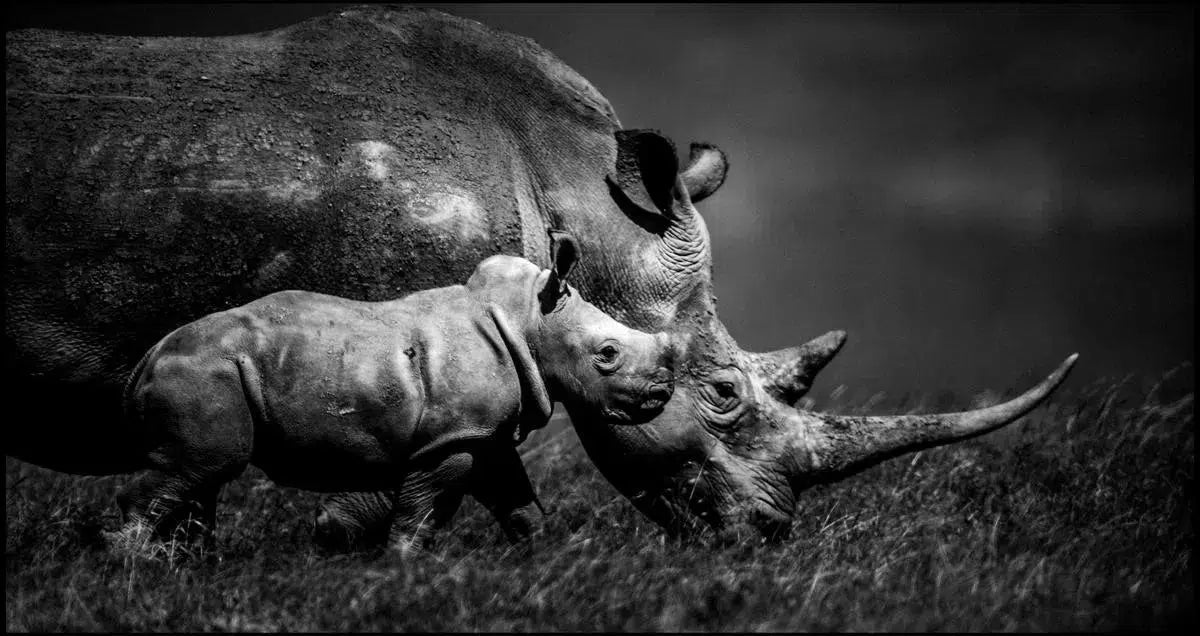 Baby Rhino with Mother, by Laurent Baheux-PurePhoto