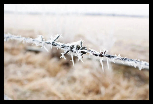 Barbed Wire, Framed-PurePhoto
