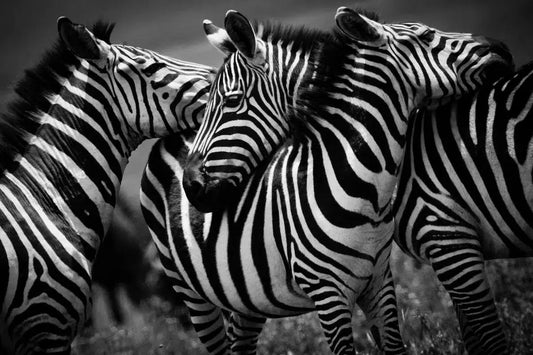 Big Hugs Between Zebras, by Laurent Baheux-PurePhoto