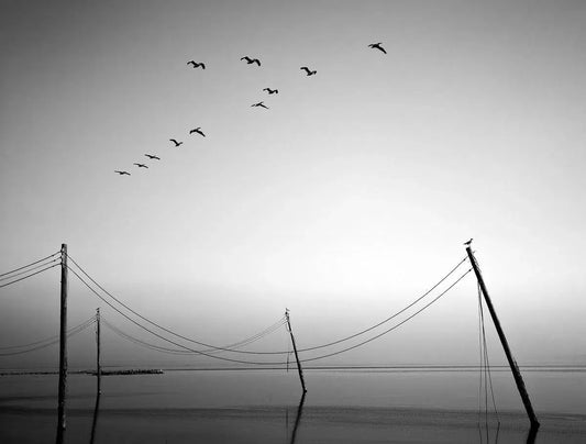 Birds Over Bombay Study 2, by Bryce Olsen-PurePhoto