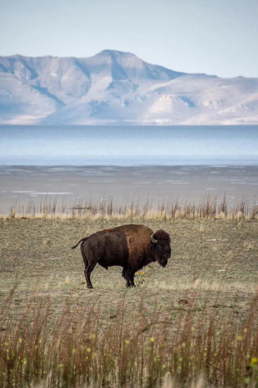 Bison, by Joel Lavold-PurePhoto