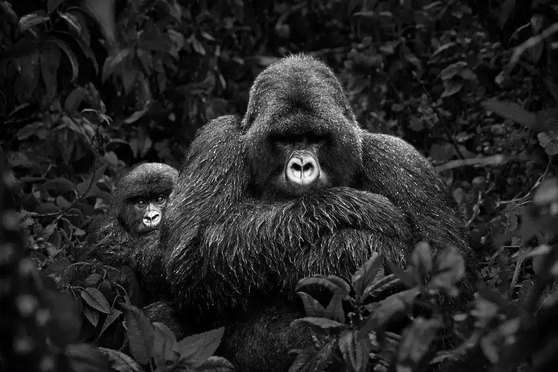 Bloodline, by Drew Doggett-PurePhoto