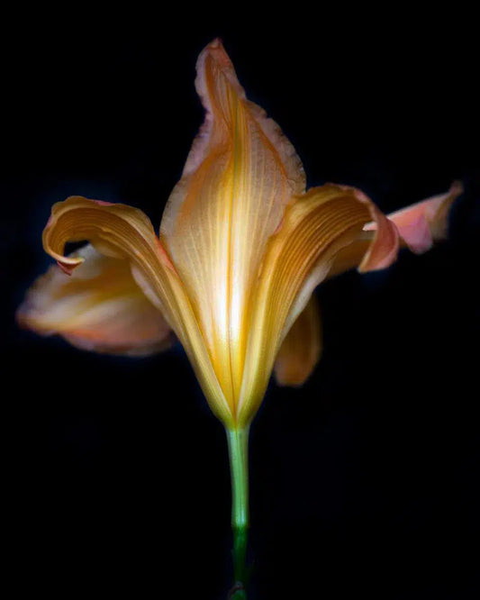 Botanical 63, by Michael Filonow-PurePhoto