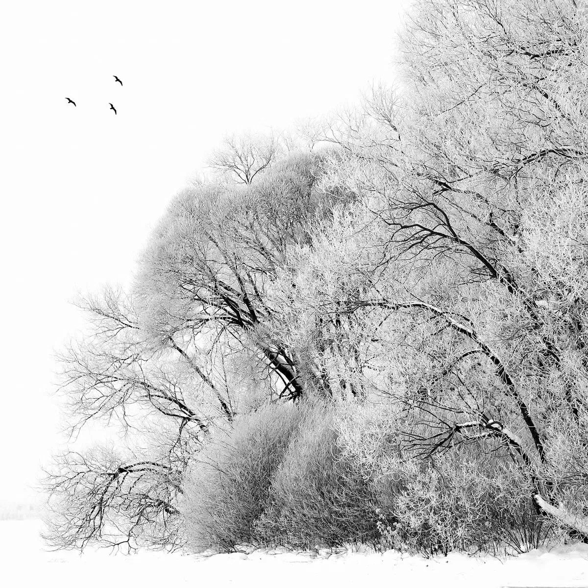 Bowing to Birds, by Ari Salmela-PurePhoto