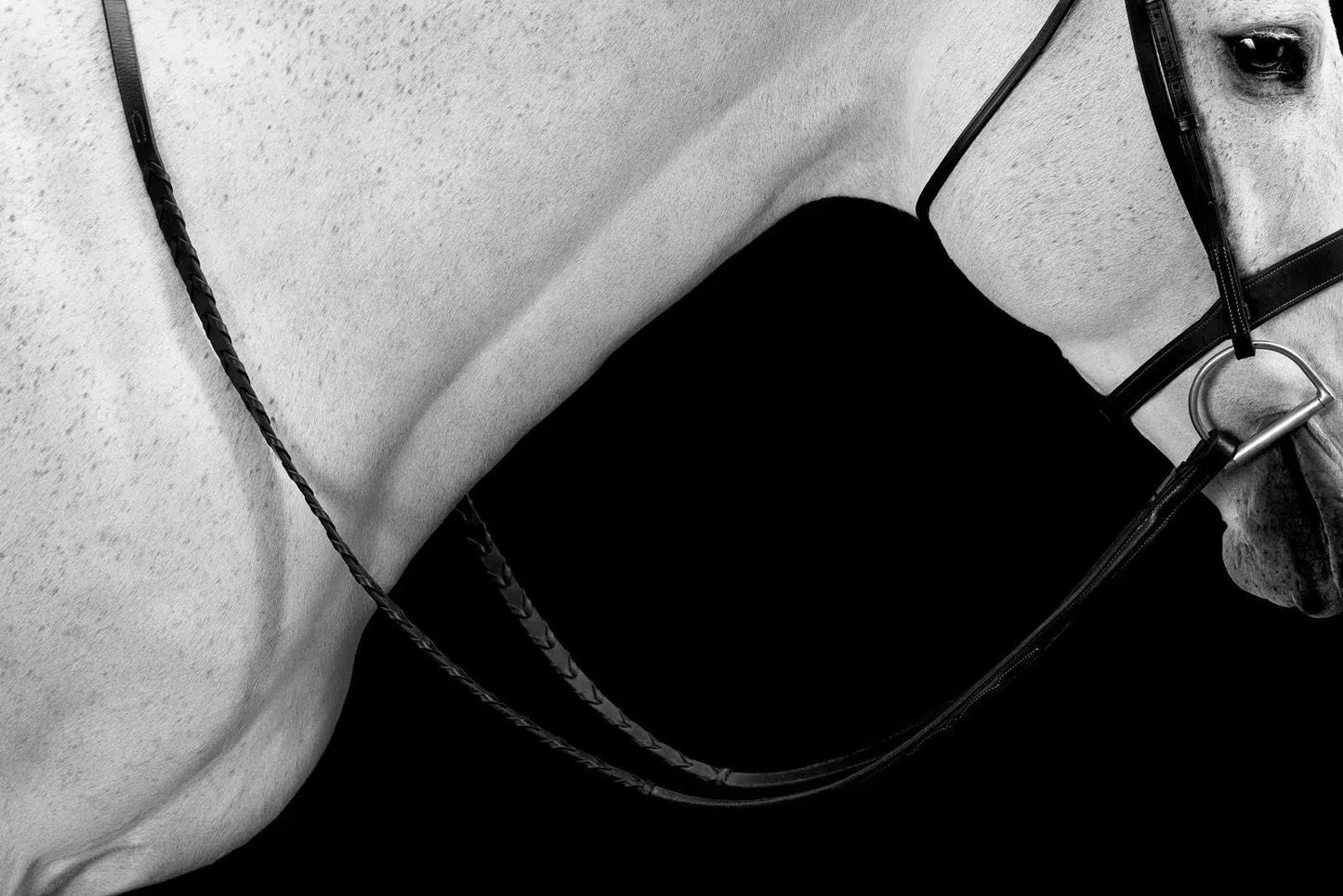 Bridle Composition I, by Drew Doggett-PurePhoto