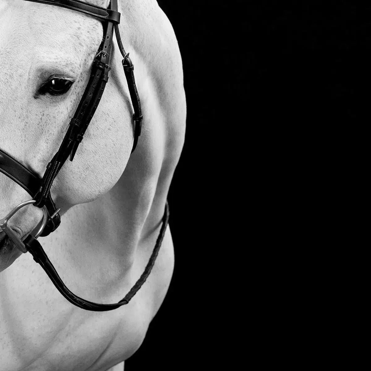 Bridle Composition II, by Drew Doggett-PurePhoto