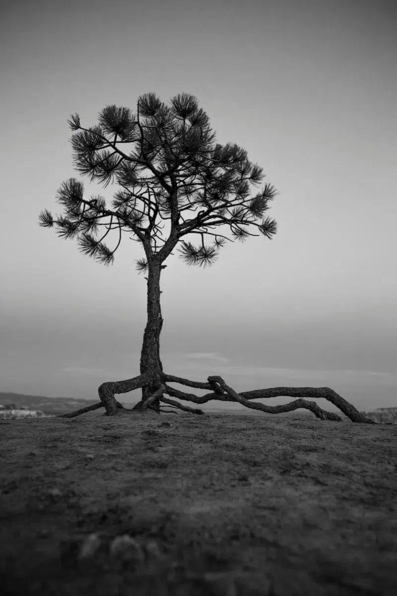 Bryce Tree, by Joel Lavold-PurePhoto