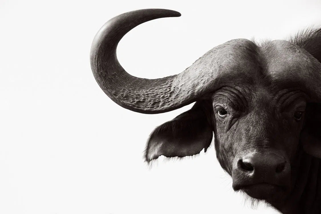 Buffalo Spirit, by Drew Doggett-PurePhoto