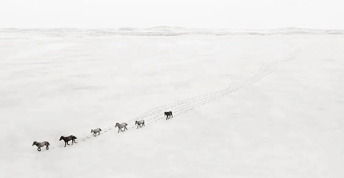 Caravan, by Drew Doggett-PurePhoto