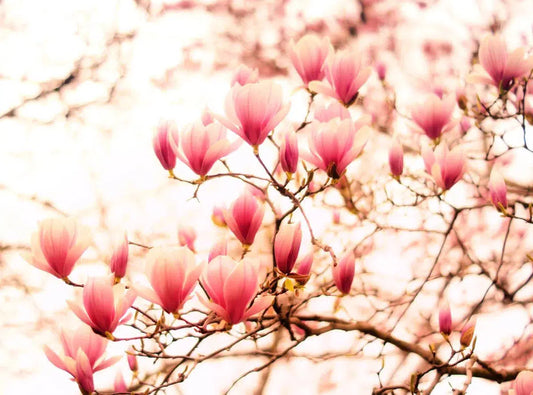 Cherry Blossoms, by Vivienne Gucwa-PurePhoto