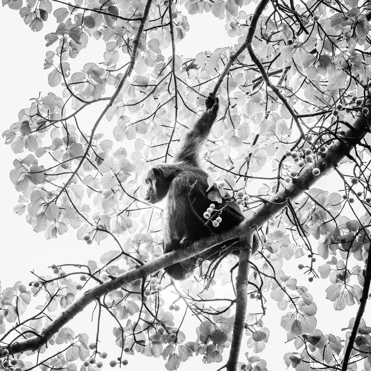 Chimpanzee in a Tree, Uganda, by Laurent Baheux-PurePhoto