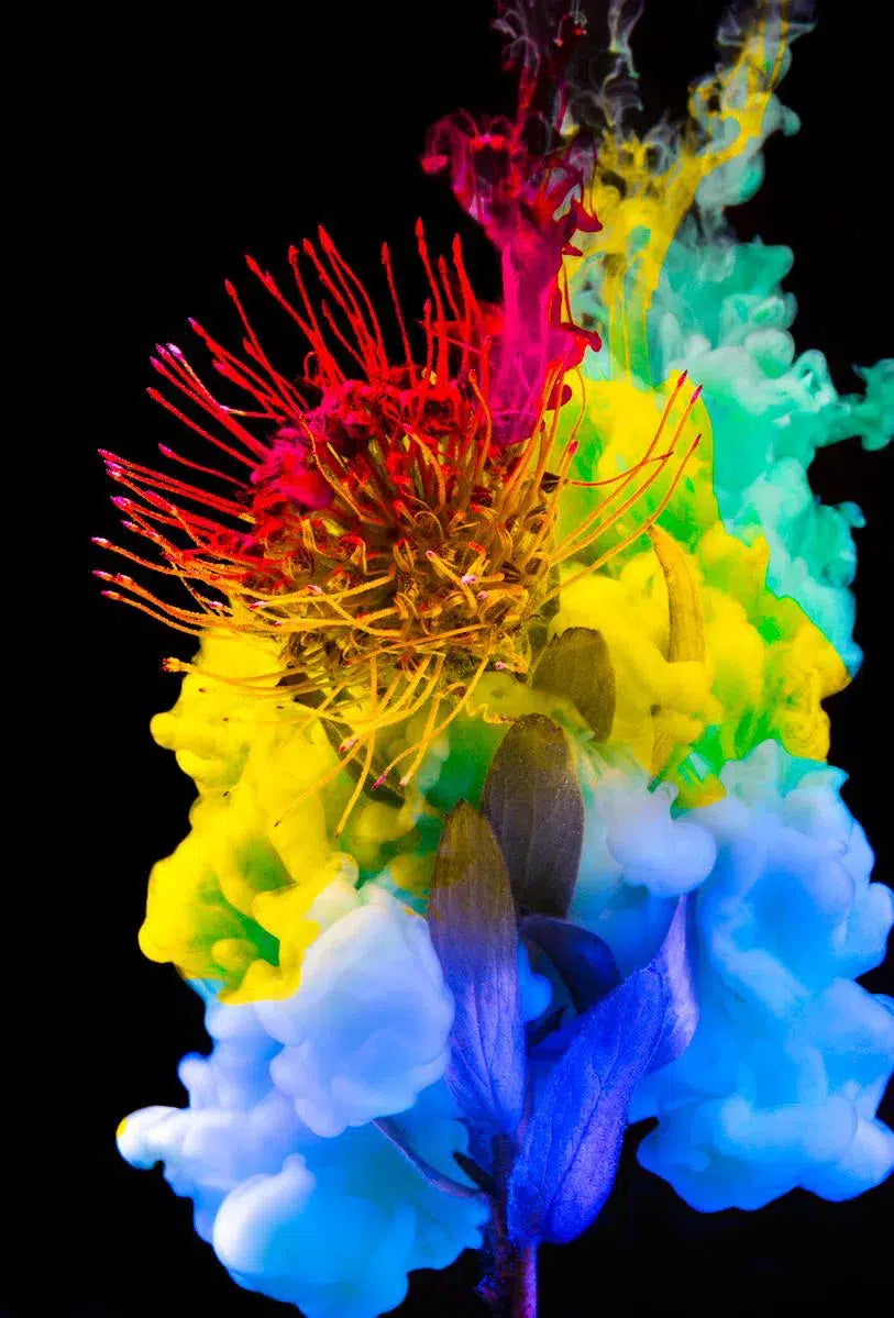 Chrysalis Spectrum, by Javiera Estrada-PurePhoto