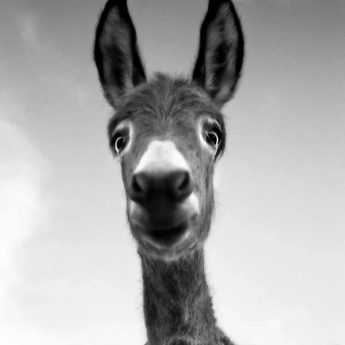 Ciuchino, by Andrea Buzzichelli-PurePhoto