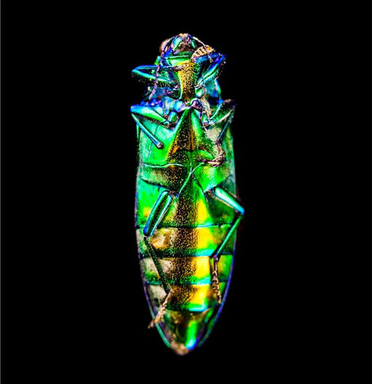 Coleoptera, by Pablo Luna-PurePhoto