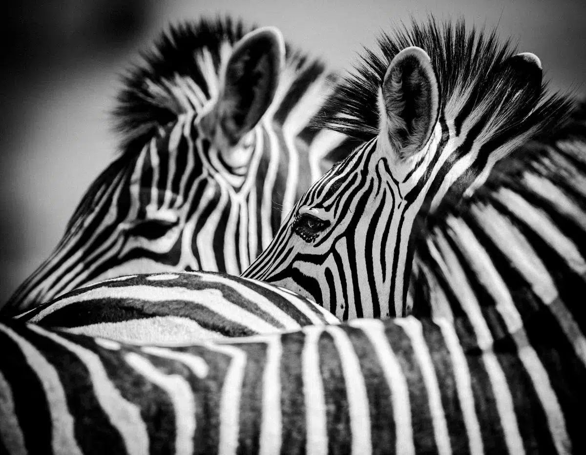 Combed Zebras, by Laurent Baheux-PurePhoto