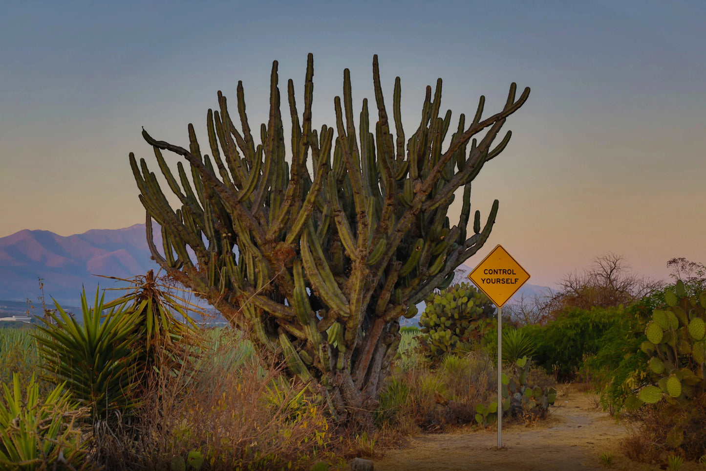 Control Yourself, by Olivia Steele-PurePhoto