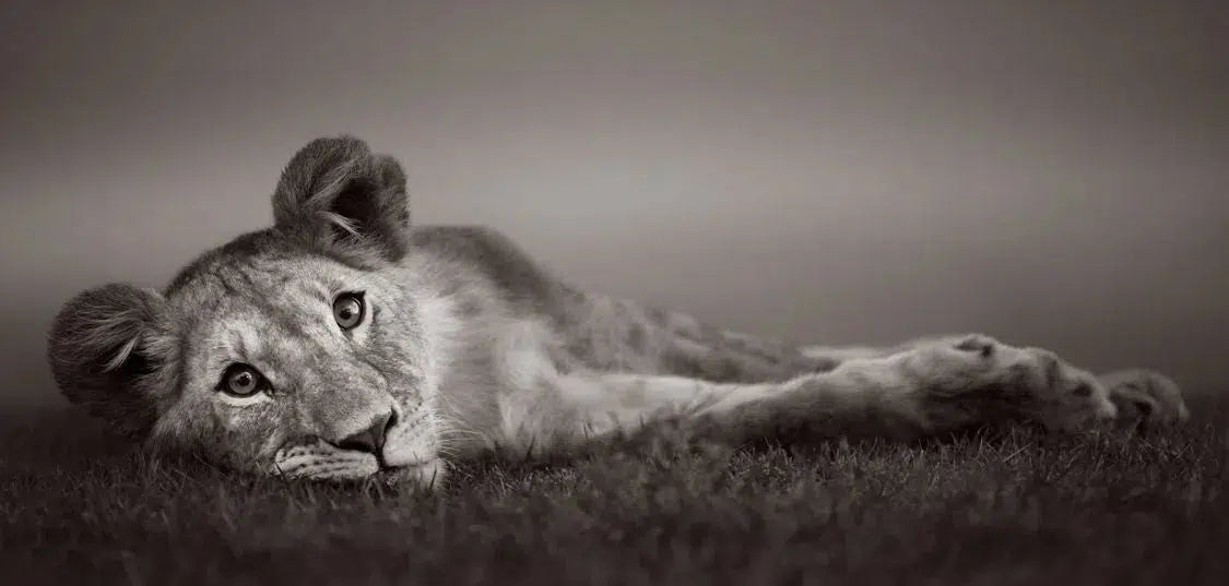 Creature Comfort, by Drew Doggett-PurePhoto