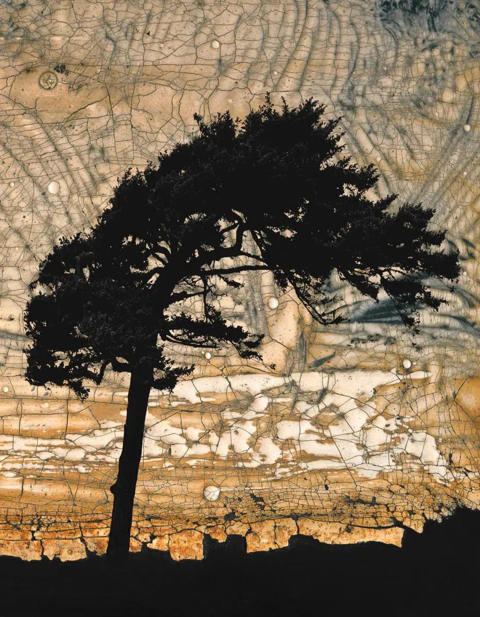 Cypress I, by Gillian Lindsay-PurePhoto