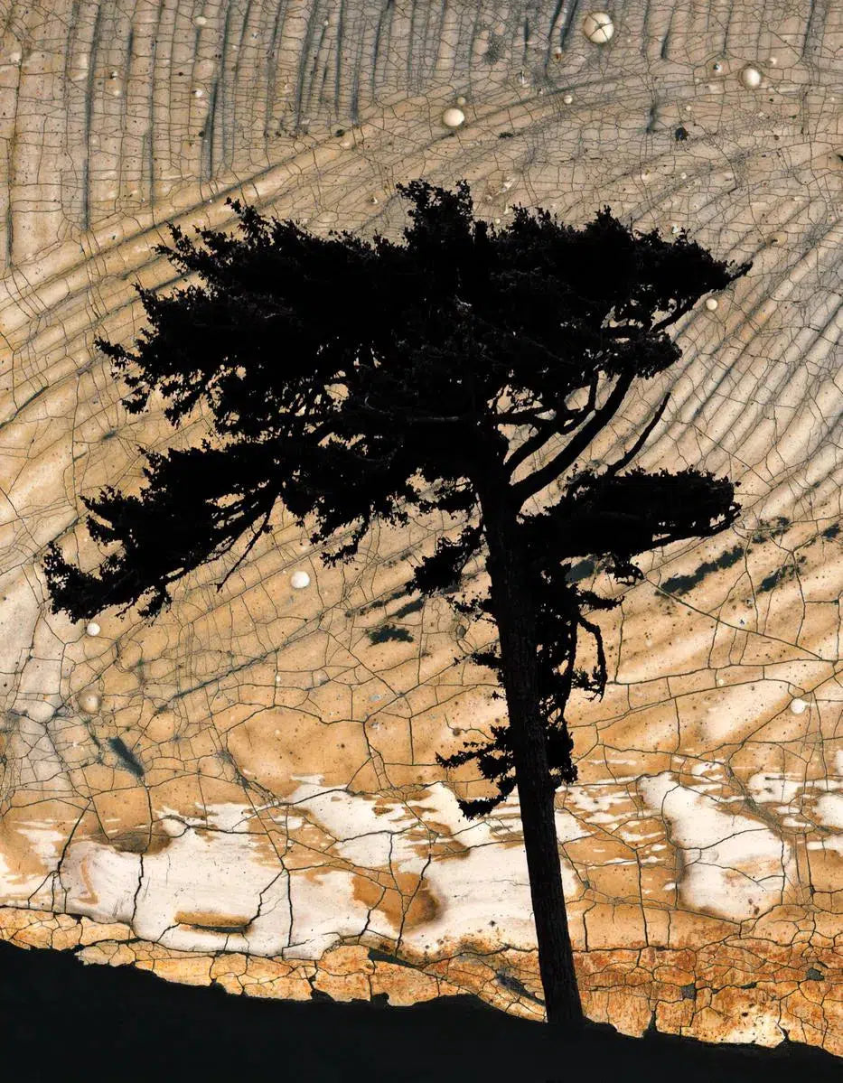 Cypress III, by Gillian Lindsay-PurePhoto