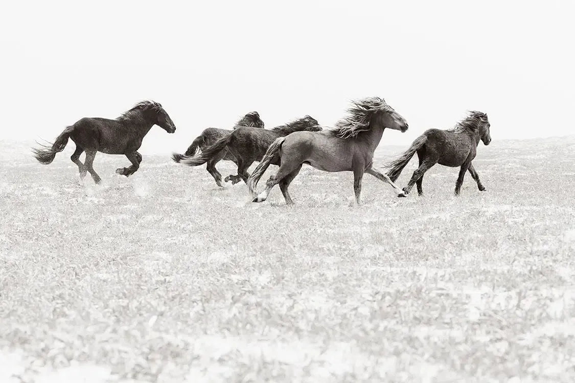 Dance of Sable, by Drew Doggett-PurePhoto