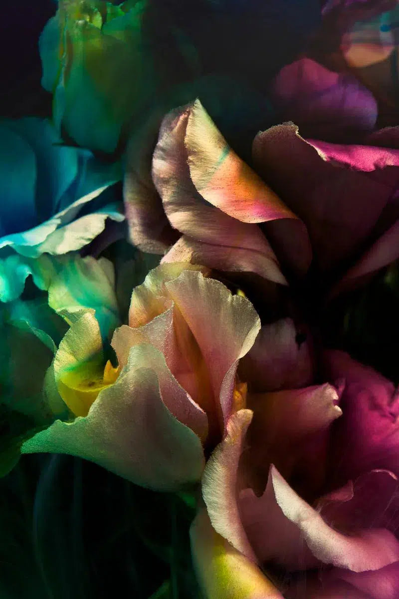 Dark Love II, by Javiera Estrada-PurePhoto