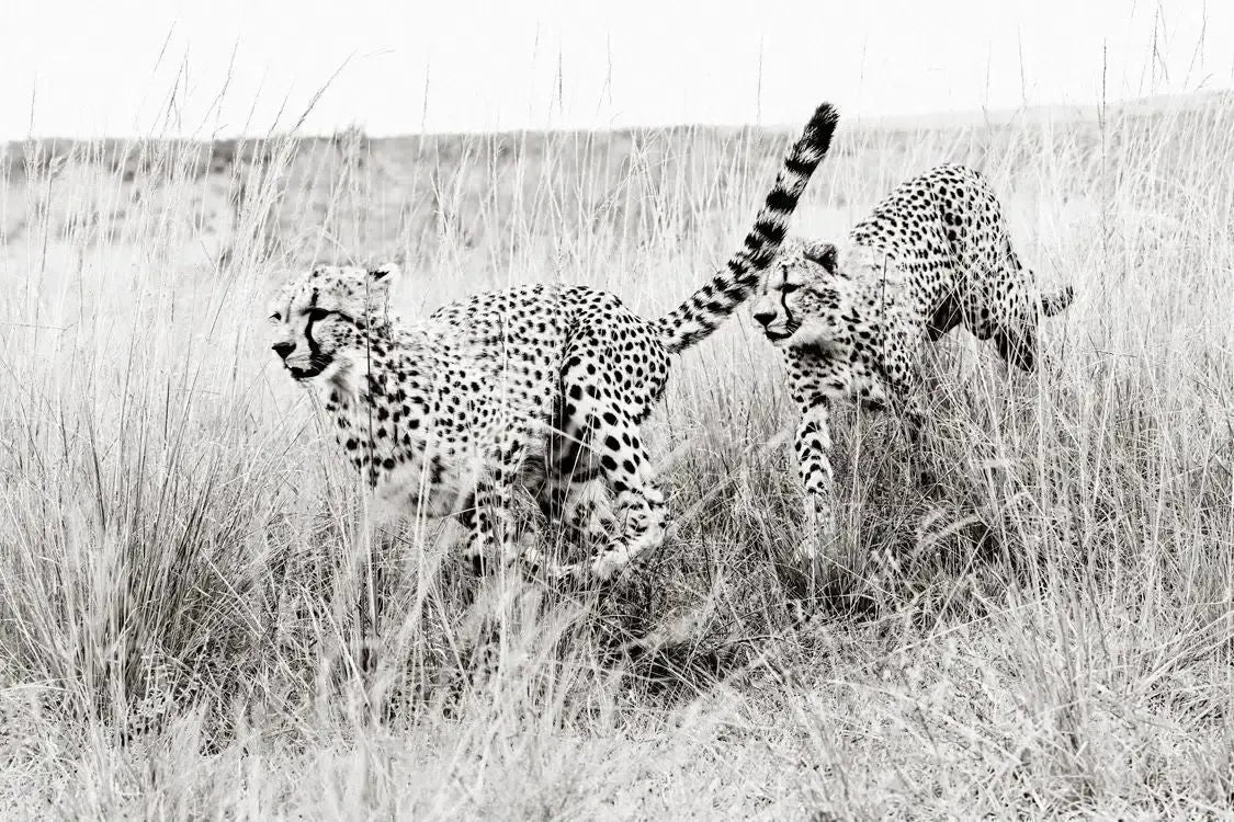 Dash, by Drew Doggett-PurePhoto
