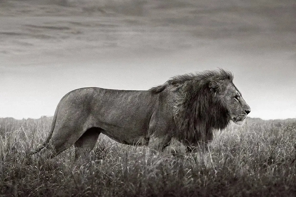 Dominion, by Drew Doggett-PurePhoto