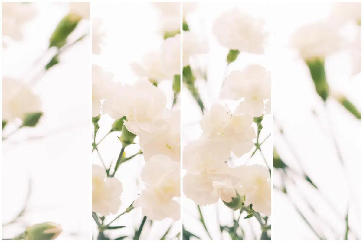 Dreaming of Carnations, by Natalie Kinnear-PurePhoto