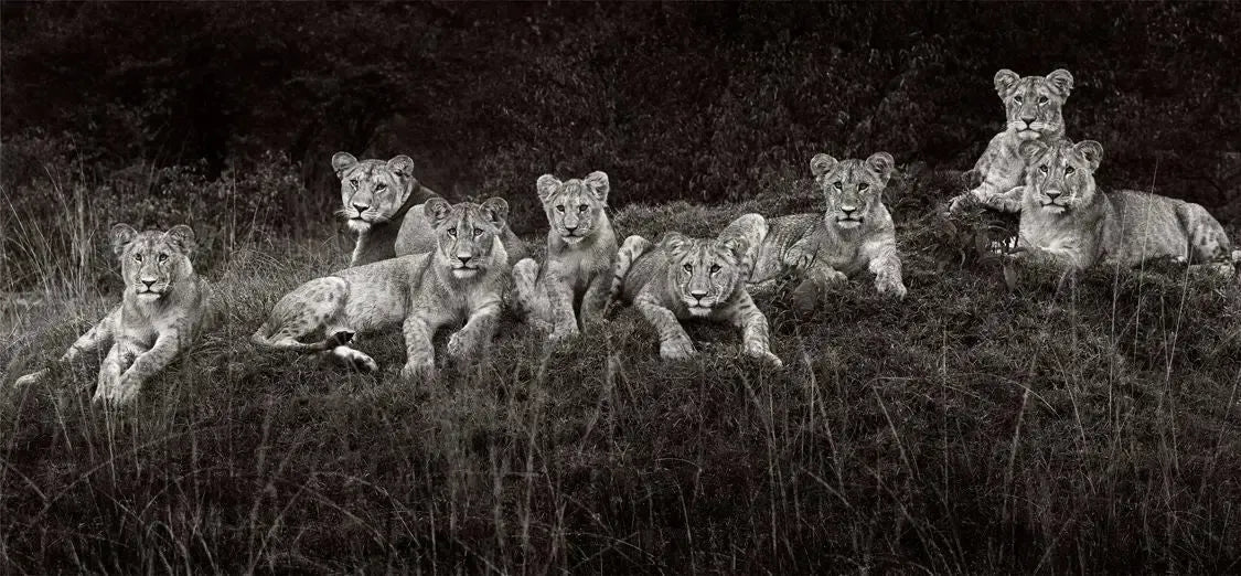 Dynasty, by Drew Doggett-PurePhoto