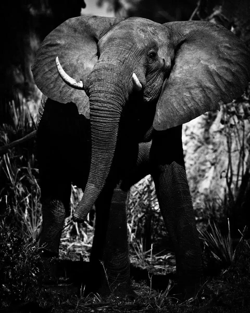 Elephant, by Laurent Baheux-PurePhoto