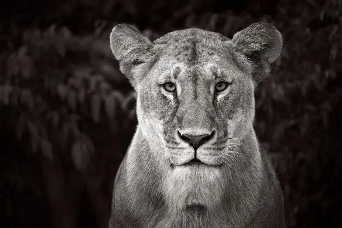 Endless Gaze, by Drew Doggett-PurePhoto