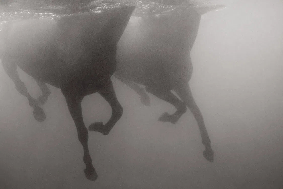 Ensemble, by Drew Doggett-PurePhoto