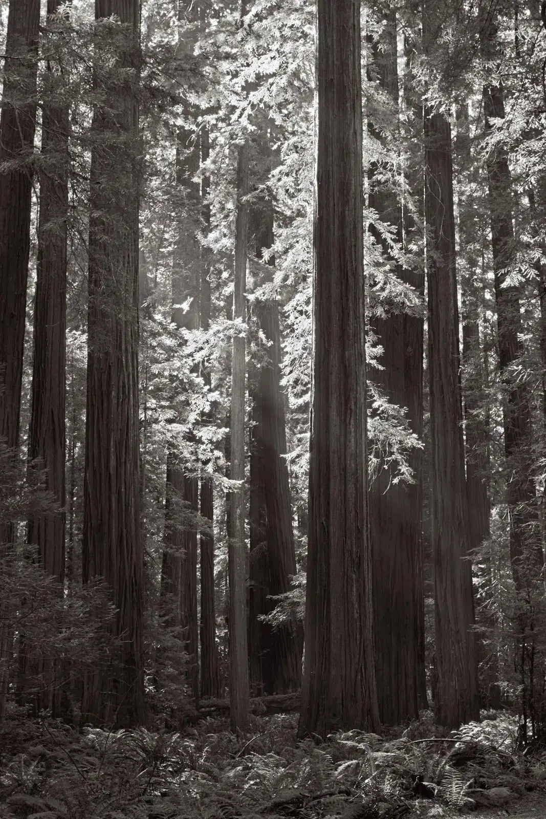Eternal Grove, by Drew Doggett-PurePhoto