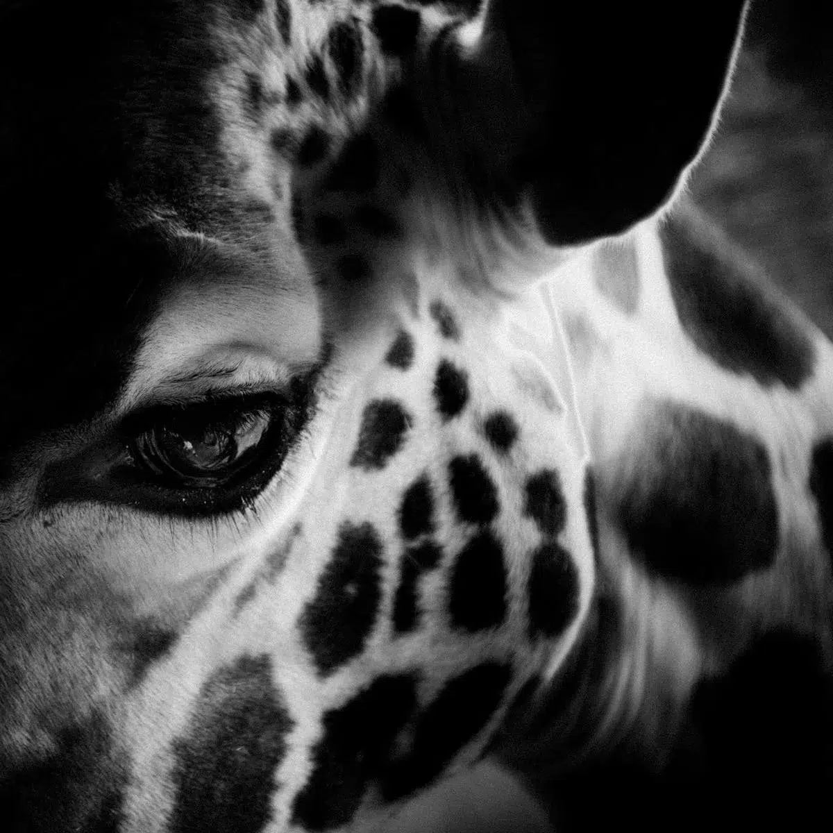 Eye of Giraffe, by Laurent Baheux-PurePhoto