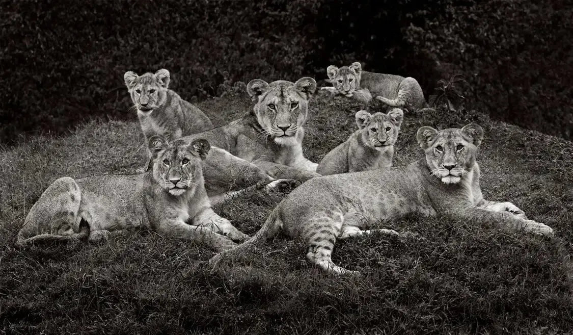 Family Affair, by Drew Doggett-PurePhoto