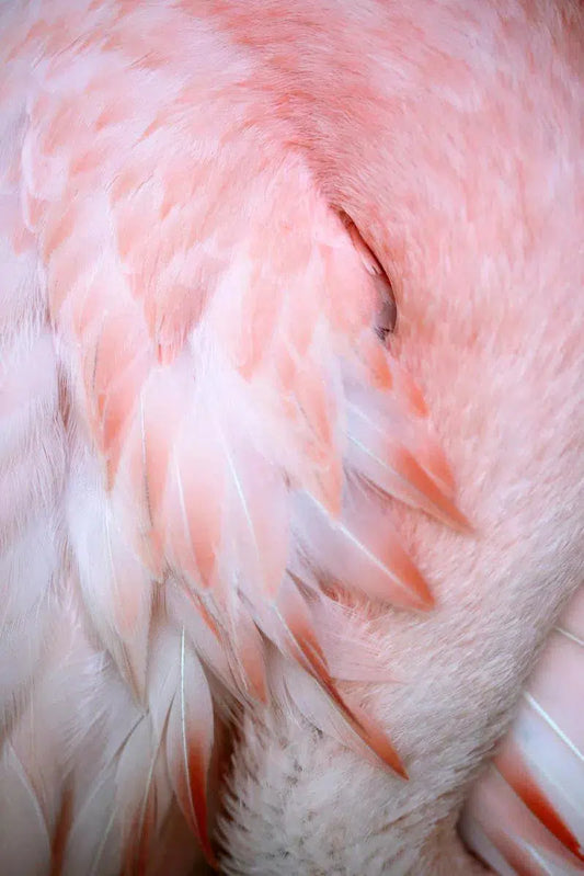 Flamingo #10, by Alicia Bock-PurePhoto