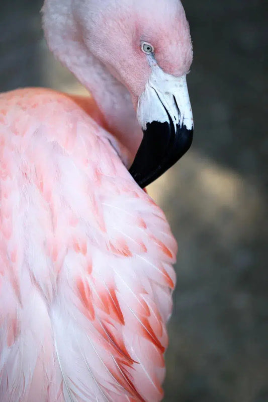 Flamingo #11, by Alicia Bock-PurePhoto