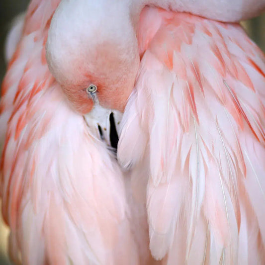 Flamingo #2, by Alicia Bock-PurePhoto