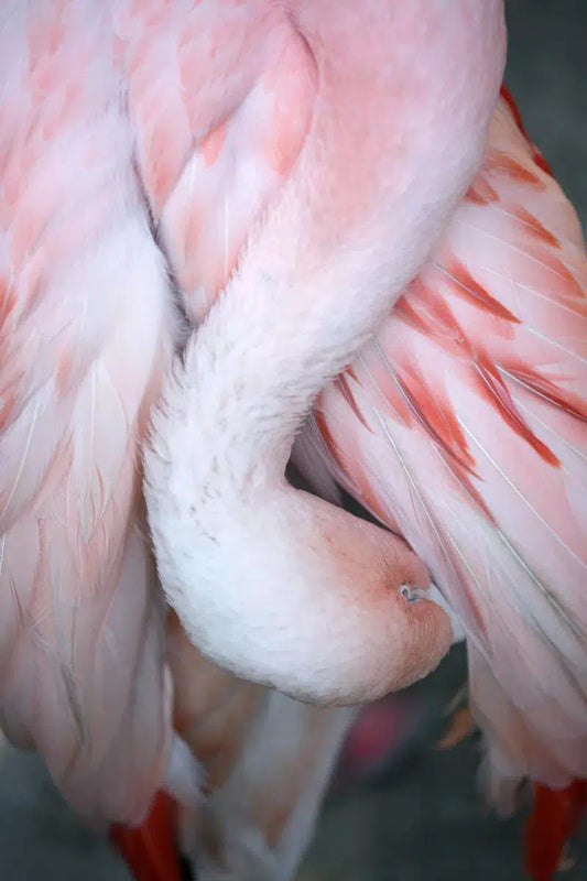 Flamingo #9, by Alicia Bock-PurePhoto